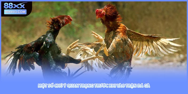 Một số chú ý quan trọng trước khi vào trận đá gà