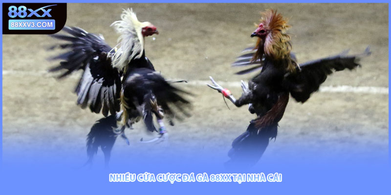 Nhiều cửa cược đá gà 88XX tại nhà cái