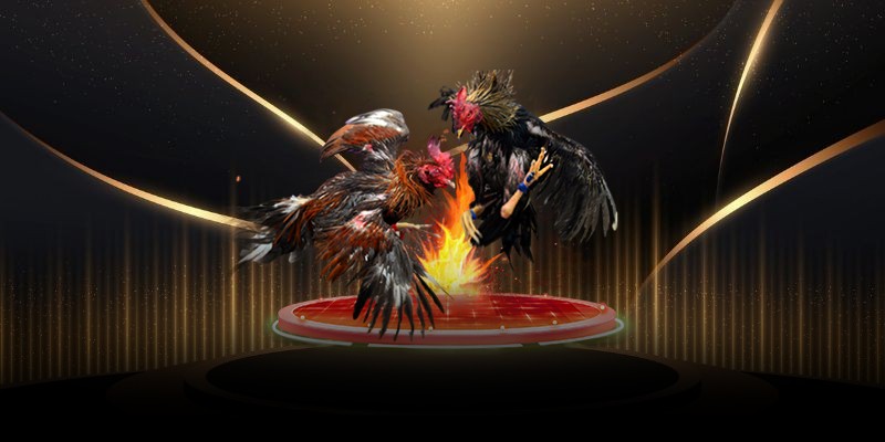 Đá gà cựa sắt có mức độ sát thương cao