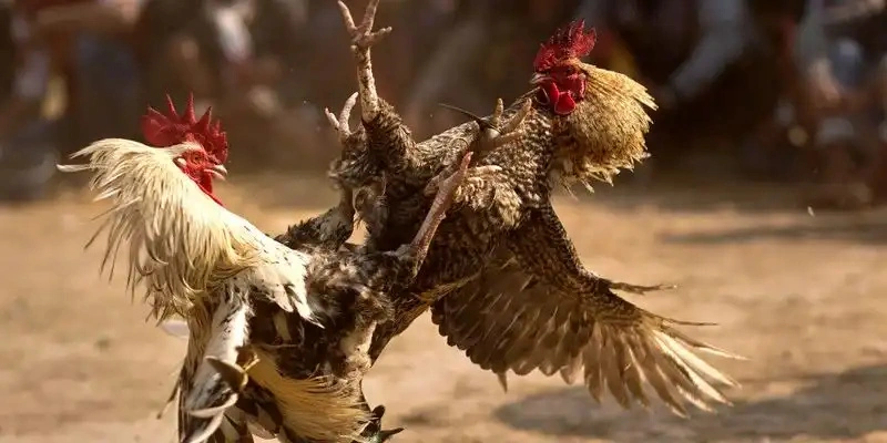 Chiến kê cựa sắt khó phục hồi sau khi bị đâm