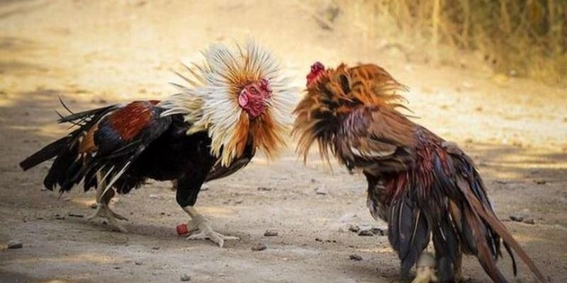 Trước khi xuống tiền bạn nên phân tích kỹ càng